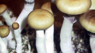 Johns Hopkins Seeks Volunteers to Take Magic Mushrooms